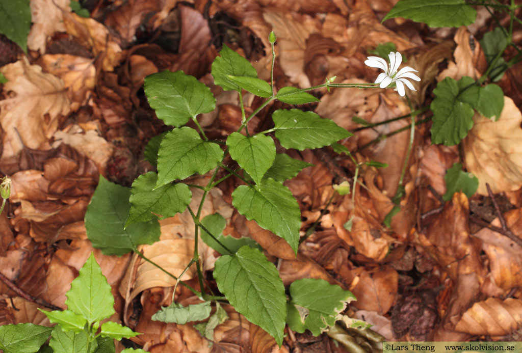 Sydlundarv, Stellaria nemorum subsp. montana