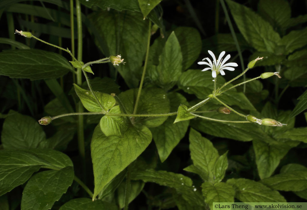 Sydlundarv, Stellaria nemorum subsp. montana