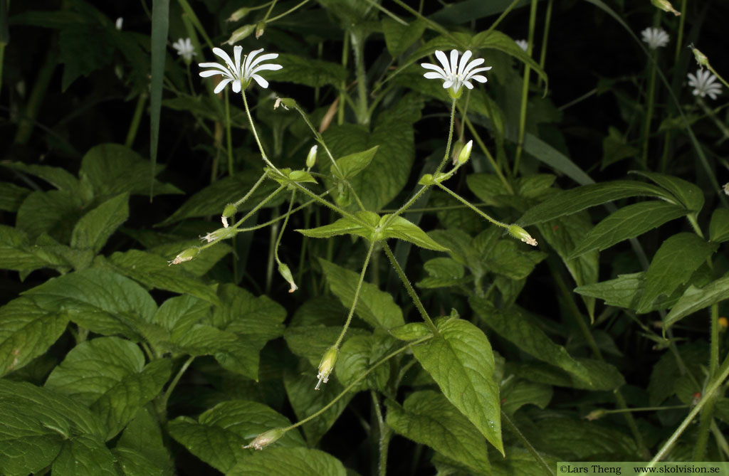 Sydlundarv, Stellaria nemorum subsp. montana