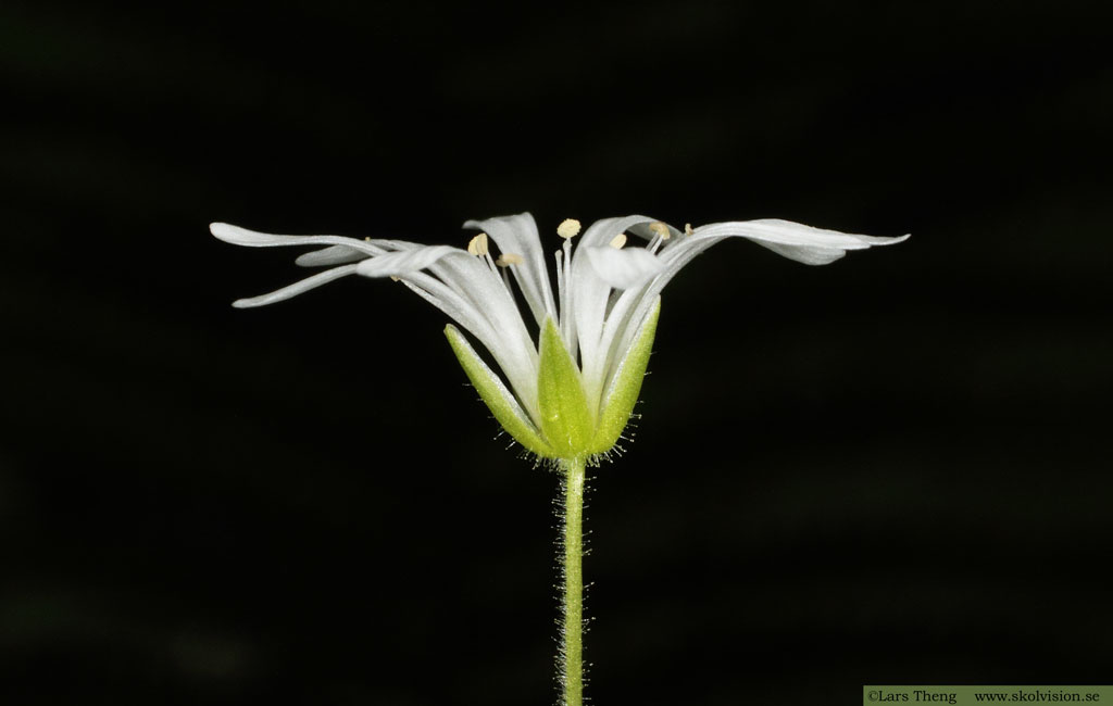 Sydlundarv, Stellaria nemorum subsp. montana