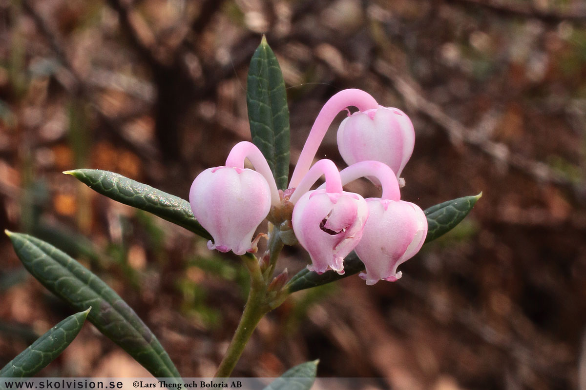 Rosling, Andromeda polifolia