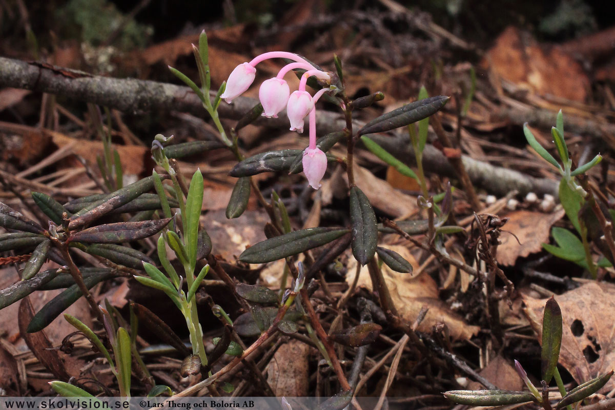 Rosling, Andromeda polifolia