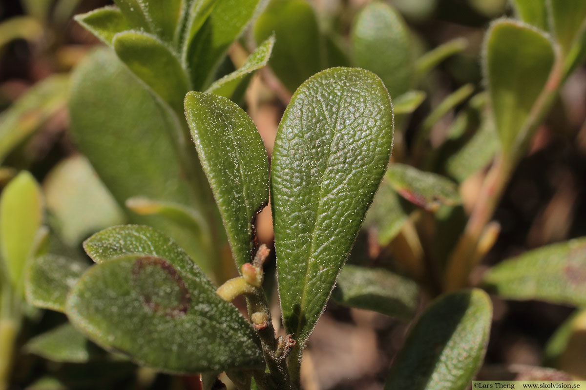 Mjölon, Arctostaphylos uva-ursi