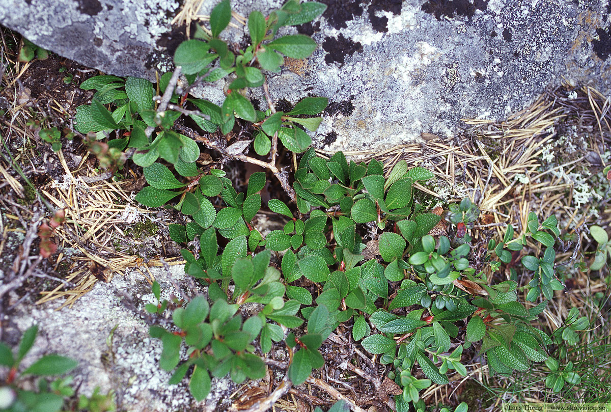 Mjölon, Arctostaphylos uva-ursi