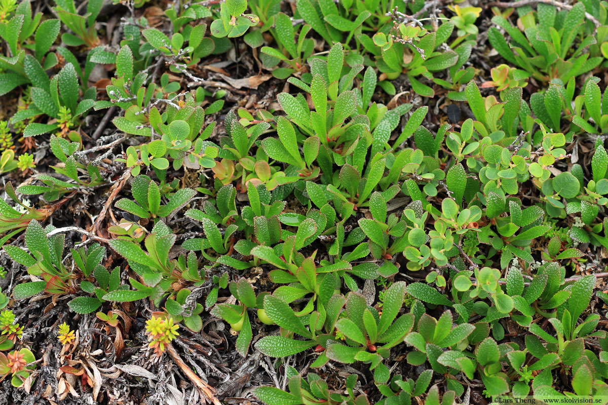 Mjölon, Arctostaphylos uva-ursi