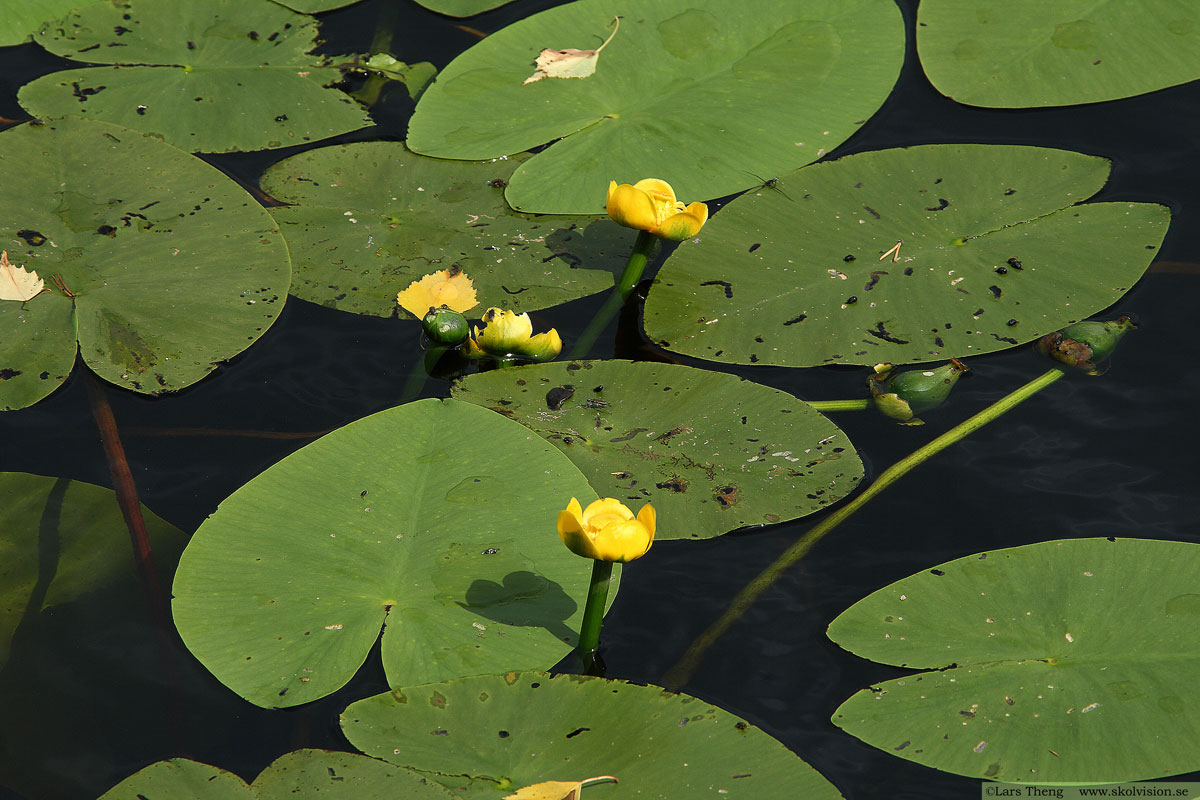 Rosling, Andromeda polifolia