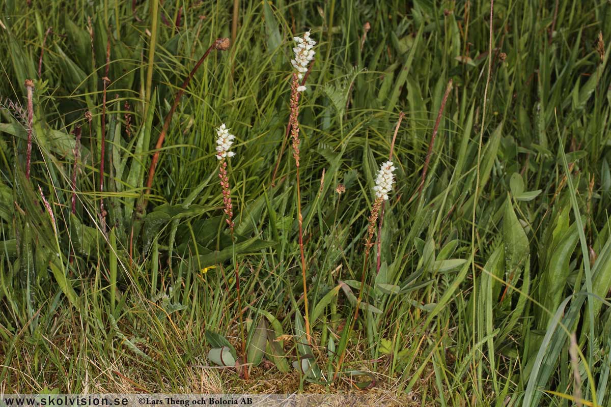 Fjällsyra, Oxyria digyna