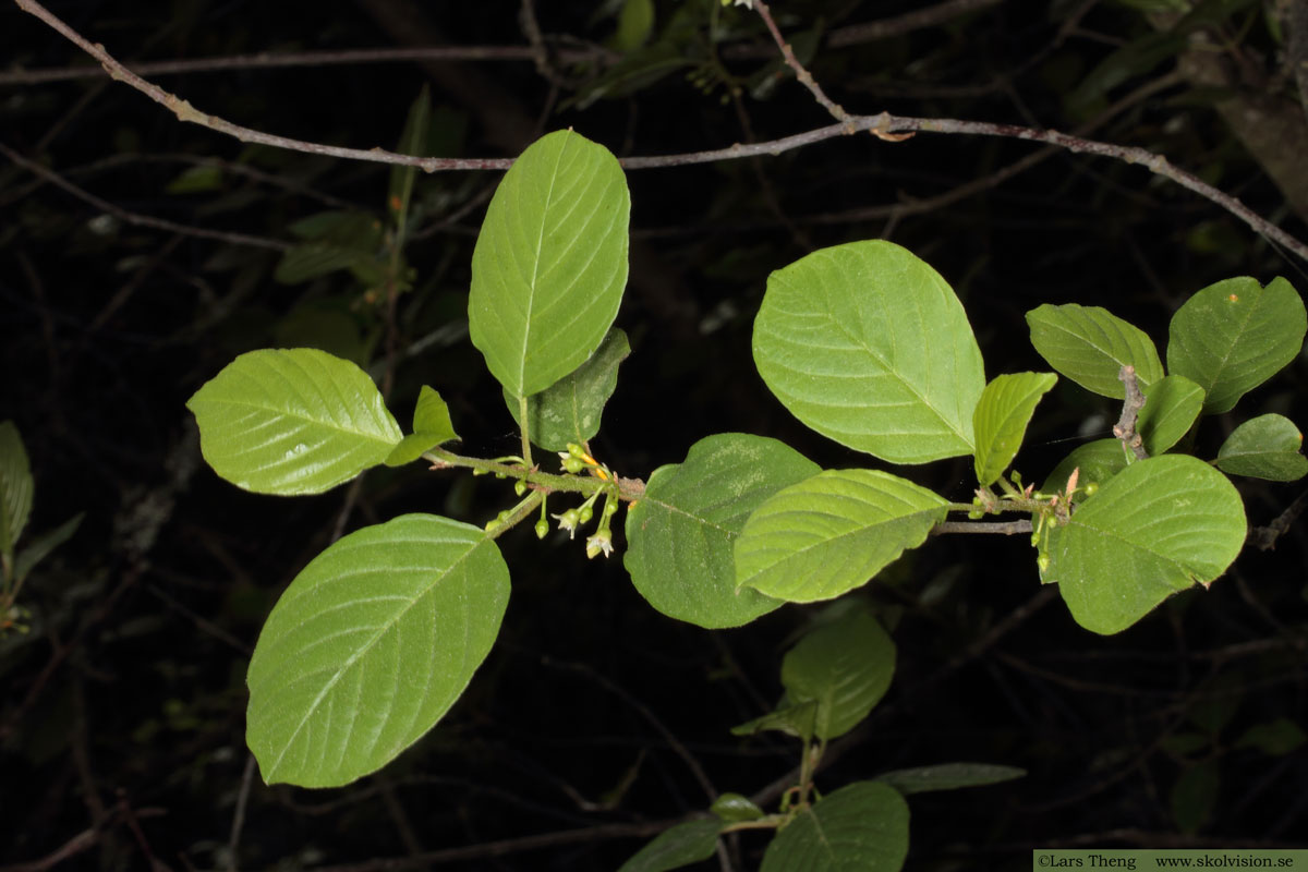 Brakved, Frangula alnus