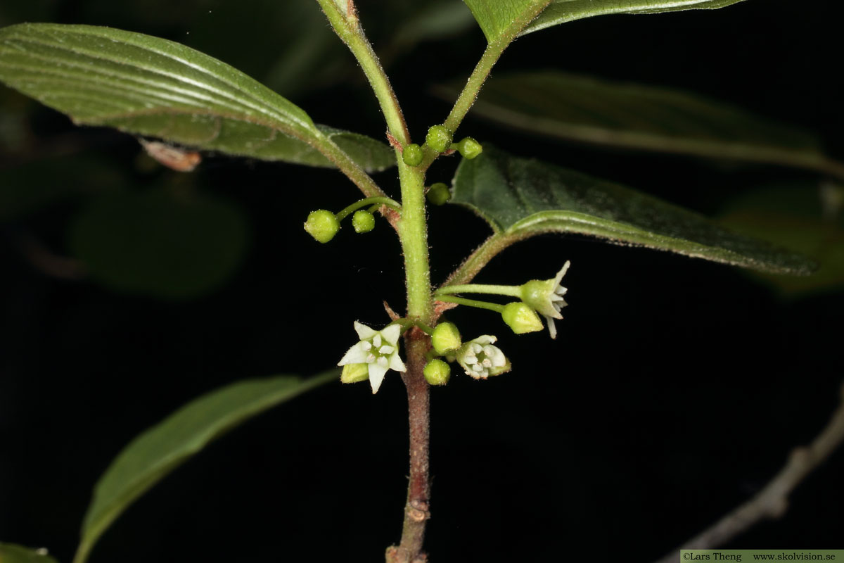 Brakved, Frangula alnus