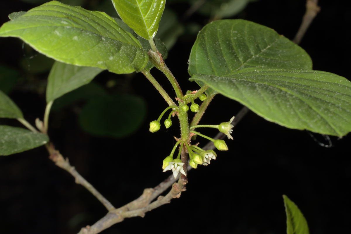 Brakved, Frangula alnus