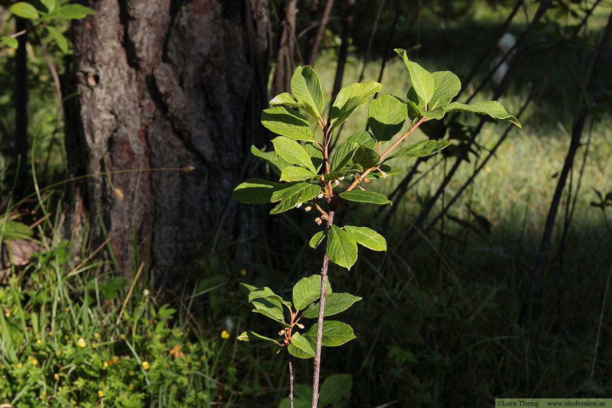 Brakved, Frangula alnus