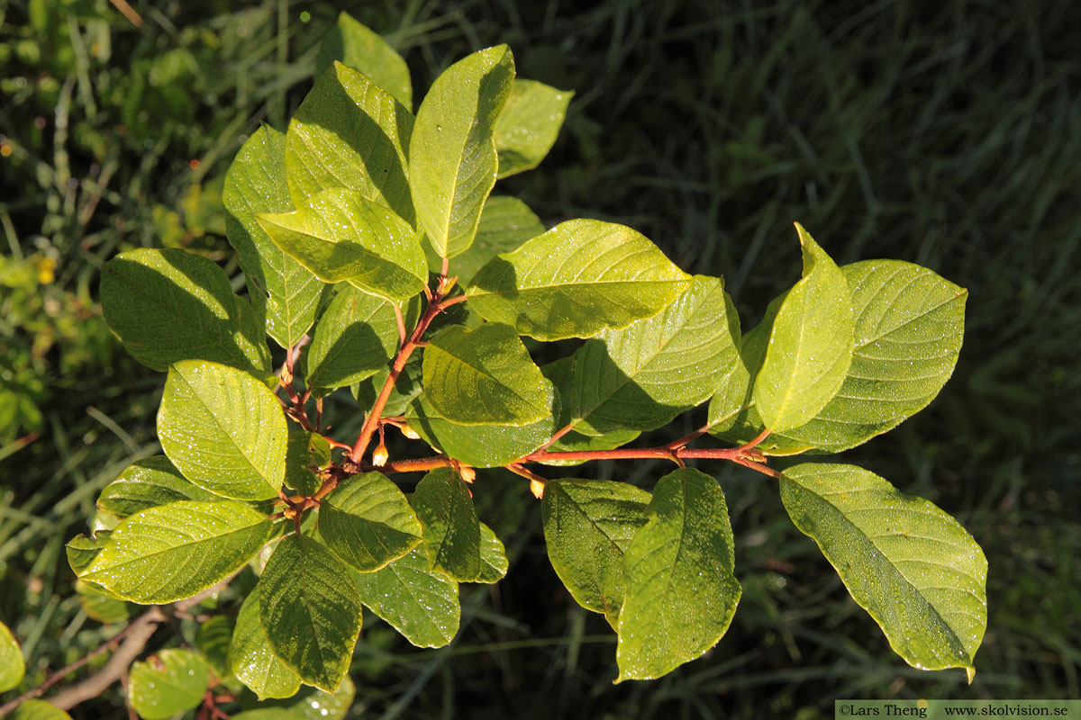 Brakved, Frangula alnus