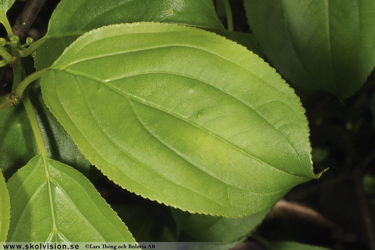 Getapel, Rhamnus cathartica