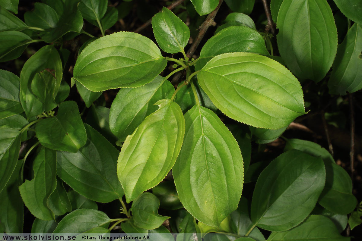 Getapel, Rhamnus cathartica