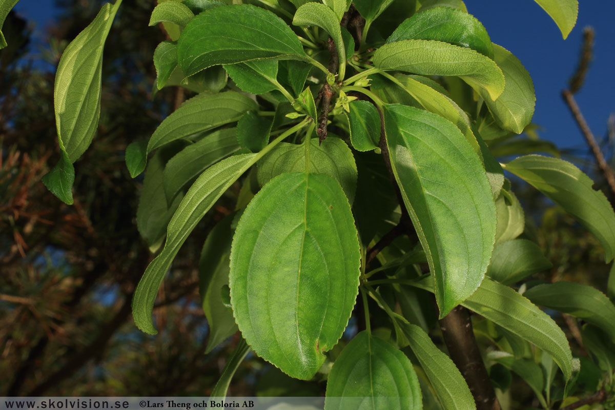 Getapel, Rhamnus cathartica