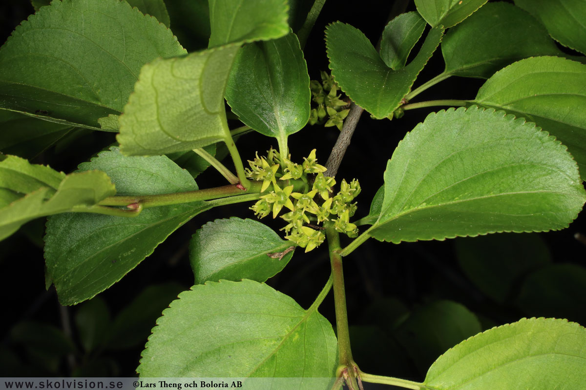 Getapel, Rhamnus cathartica