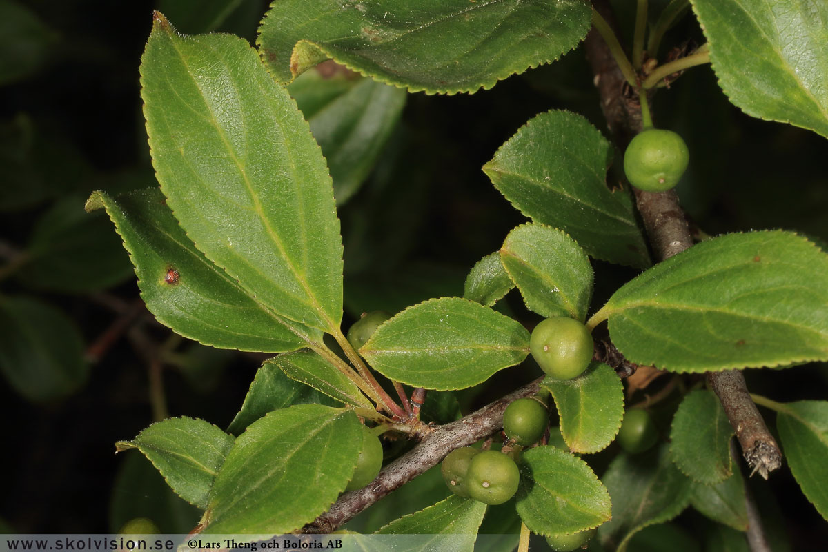 Getapel, Rhamnus cathartica