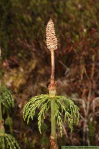 Skogsfräken, Equisetum sylvaticum