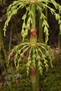 Skogsfräken, Equisetum sylvaticum