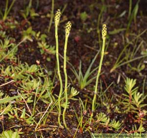 Equisetum scirpoides