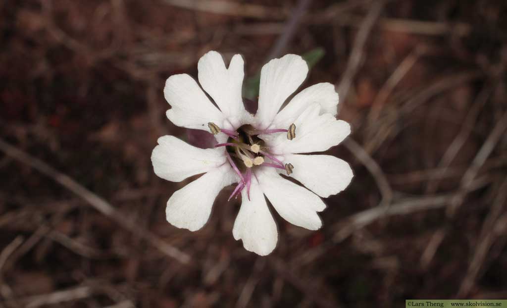 Alvarglim, Silene uniflora subsp. petraea