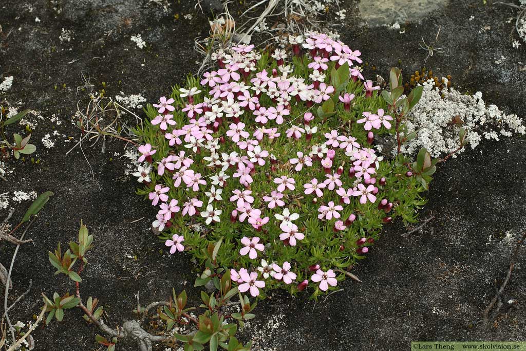 Fjällglim, Silene acaulis