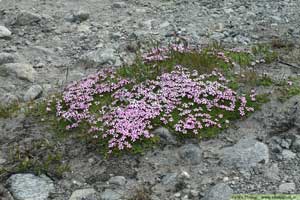 Silene acaulis-2.html