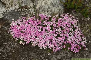 Silene acaulis-2.html