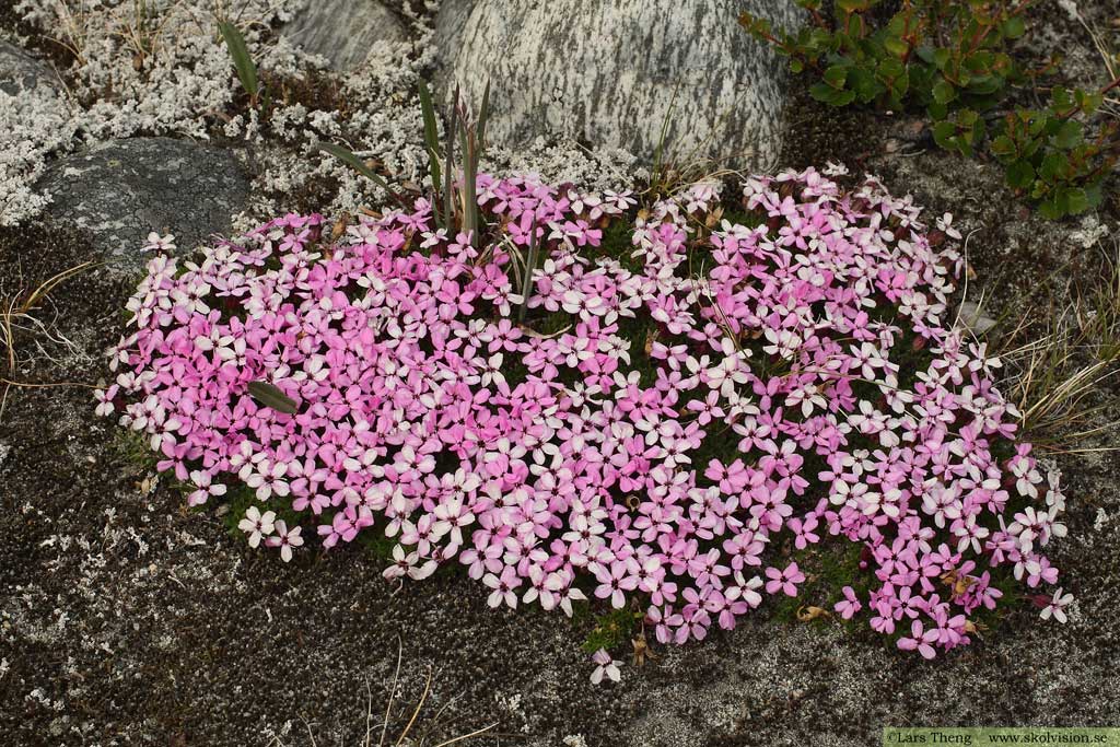 Fjällglim, Silene acaulis