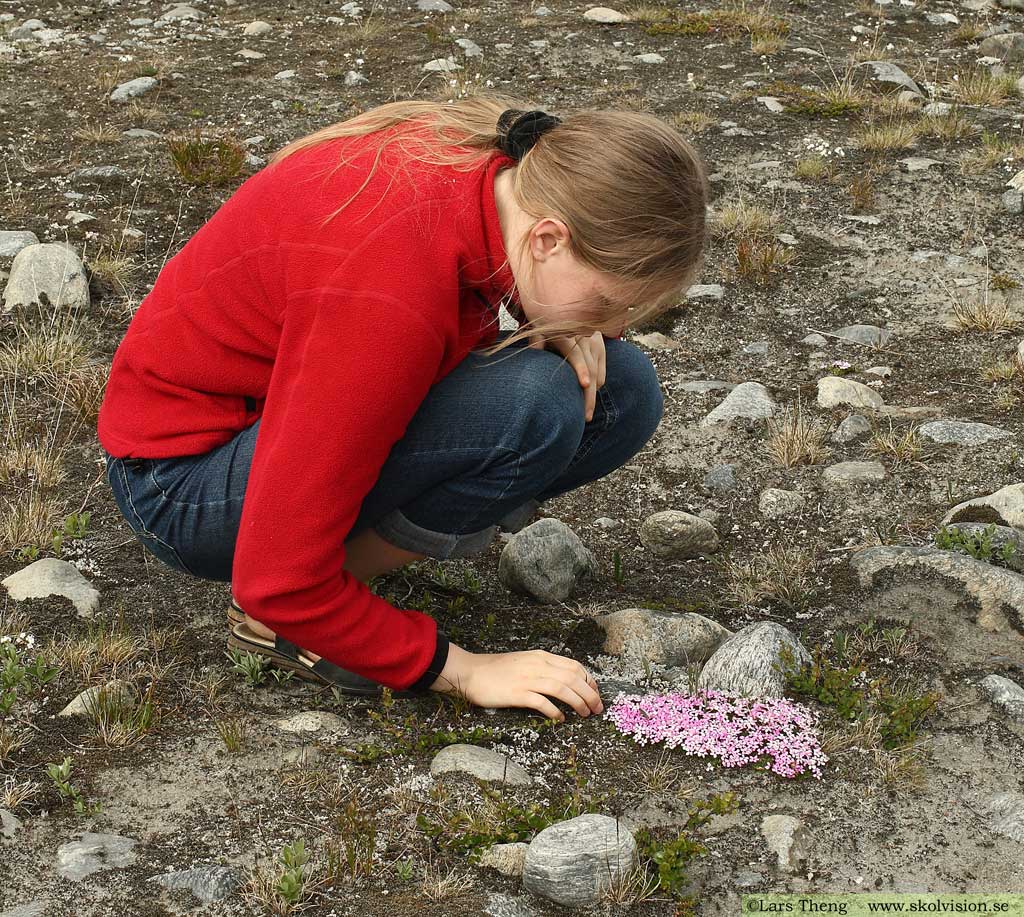 Fjällglim, Silene acaulis