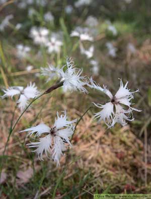 Sandnejlika,	Dianthus arenarius