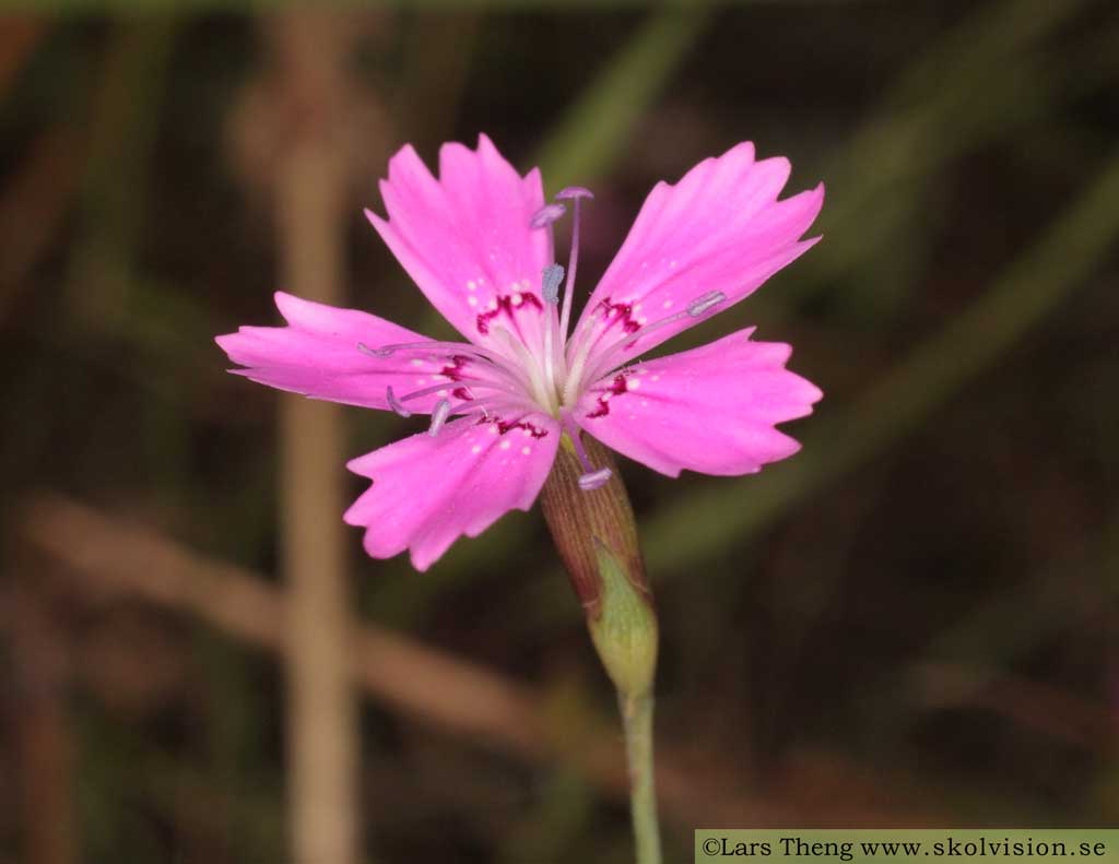 Backnejlika, Dianthus deltoides