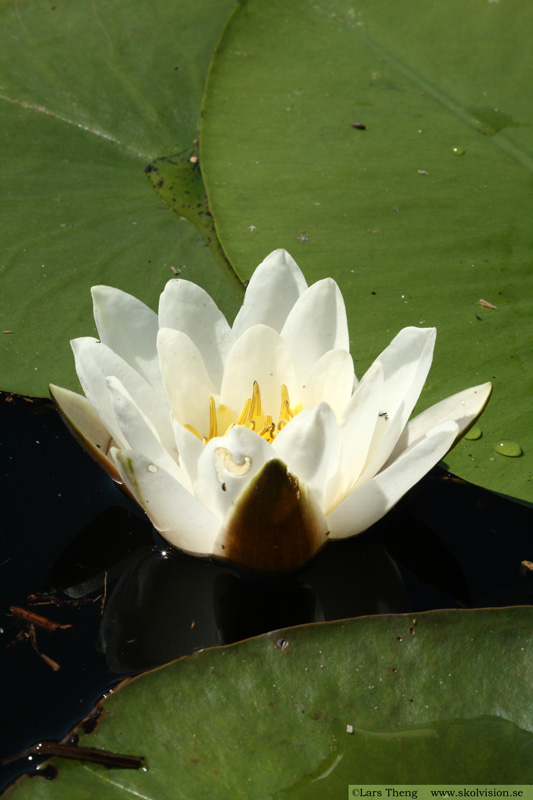 Vit näckros, Nymphaea alba