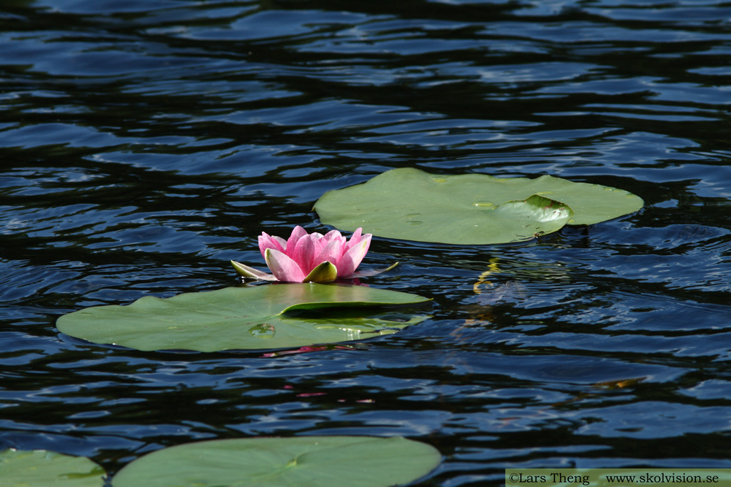 Röd näckros, Nymphaea alba f. rosea