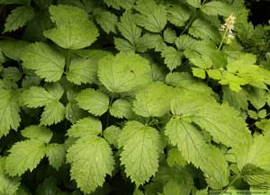 Svart trolldruva, Actaea spicata