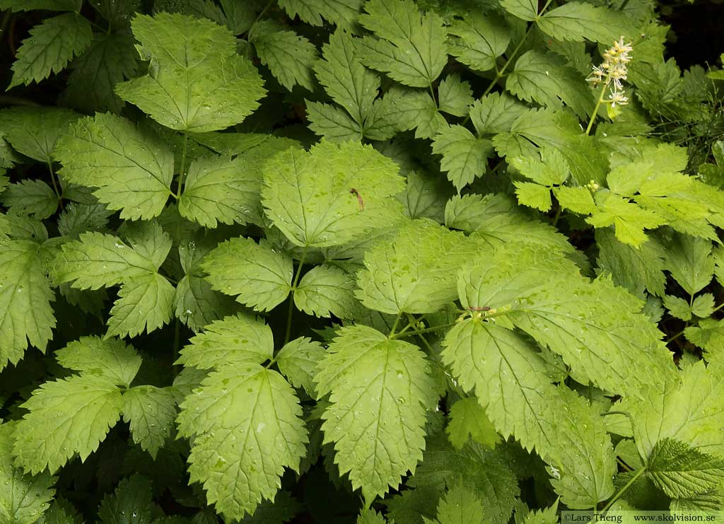 Svart trolldruva, Actaea spicata