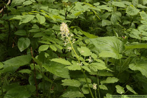 Svart trolldruva, Actaea spicata