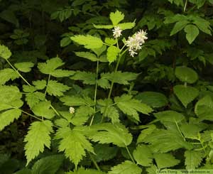 Svart trolldruva, Actaea spicata