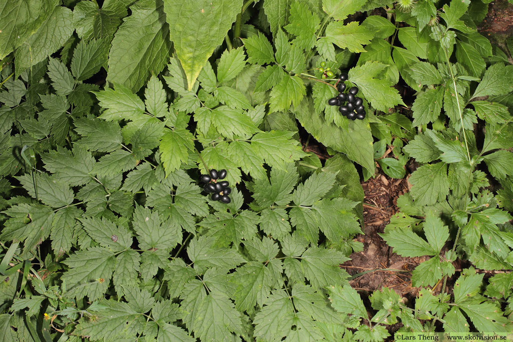 Svart trolldruva, Actaea spicata