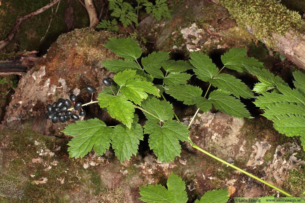 Svart trolldruva, Actaea spicata