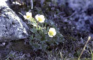 Isranunkel, Ranunculus glacialis