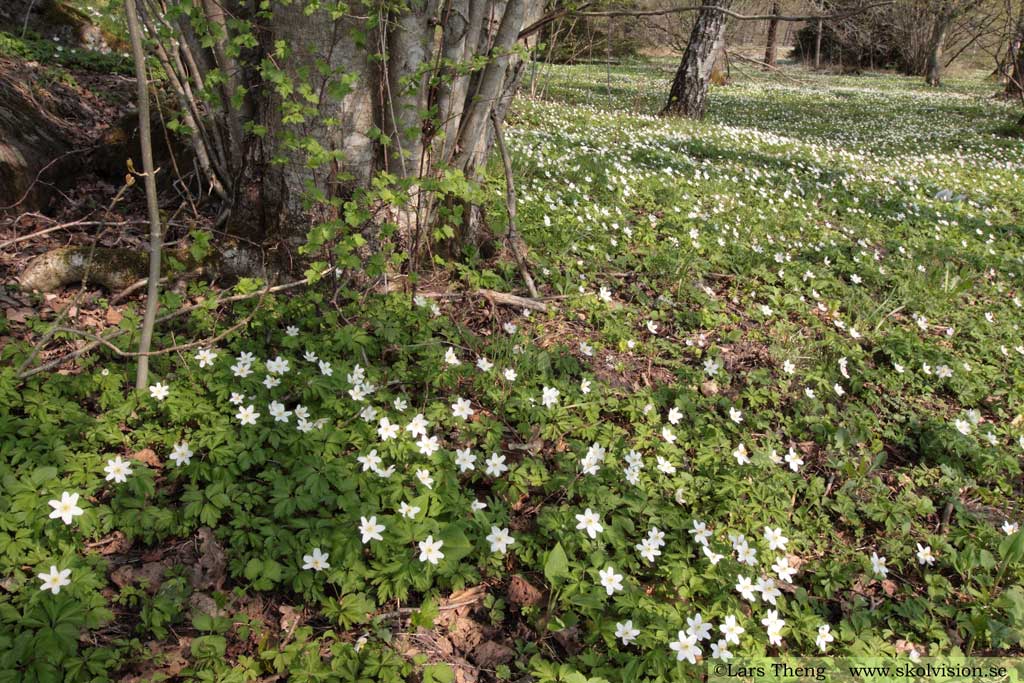 Vitsippa, Anemone nemorosa 