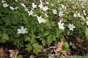 Vitsippa, Anemone nemorosa 