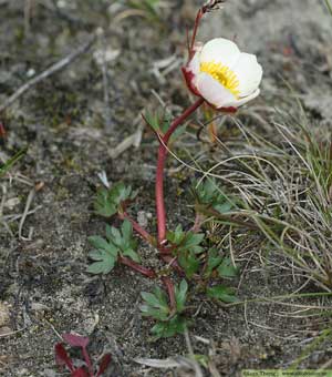 Isranunkel, Ranunculus glacialis