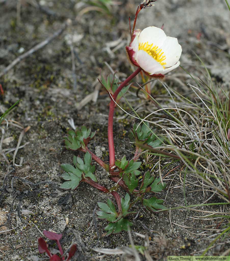 Isranunkel, Ranunculus glacialis