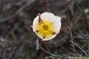 Isranunkel, Ranunculus glacialis