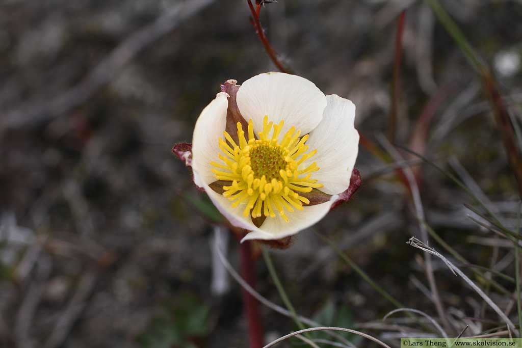 Isranunkel, Ranunculus glacialis