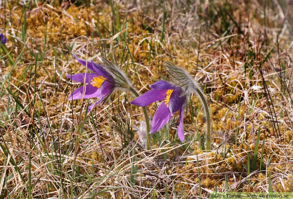 Backsippa, Pulsatilla vulgaris