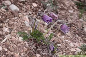 Backsippa, Pulsatilla vulgaris