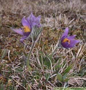 Backsippa, Pulsatilla vulgaris